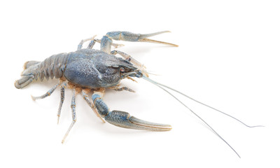 Blue river crayfish.