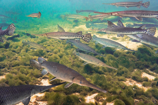 School of longnose gar fish swimming together in clear Florida spring freshwater river