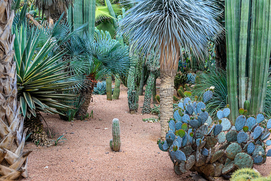 Cacti and palm trees in a natural environment in a park in Marakesh. Morocco.