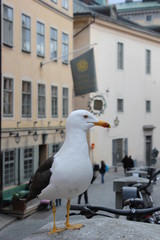 Seagull in the city