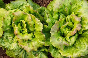 Lettuce in organic farming, orchard, orchard.