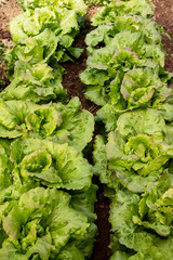 Lettuce in organic farming, orchard, orchard.