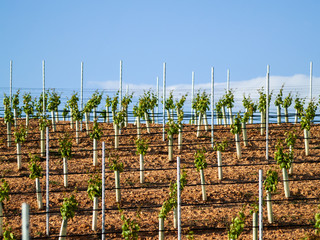 A landscape of rural culture in espalier vineyard in spring in the denomination of origin Ribera...