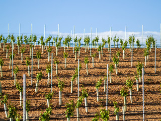 A landscape of rural culture in espalier vineyard in spring in the denomination of origin Ribera...