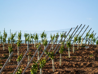 A landscape of rural culture in espalier vineyard in spring in the denomination of origin Ribera...