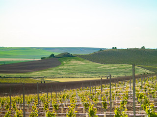 A landscape of rural culture in espalier vineyard in spring in the denomination of origin Ribera del Duero in Spain
