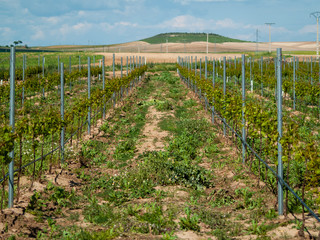 A landscape of rural culture in espalier vineyard in spring in the denomination of origin Ribera...