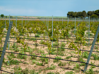 A landscape of rural culture in espalier vineyard in spring in the denomination of origin Ribera...