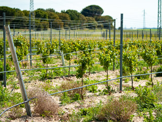 A landscape of rural culture in espalier vineyard in spring in the denomination of origin Ribera...