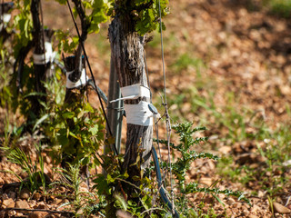 A landscape of rural culture in espalier vineyard in spring in the denomination of origin Ribera...