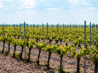 A landscape of rural culture in espalier vineyard in spring in the denomination of origin Ribera...