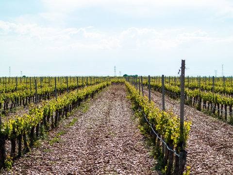 A landscape of rural culture in espalier vineyard in spring in the denomination of origin Ribera del Duero in Spain