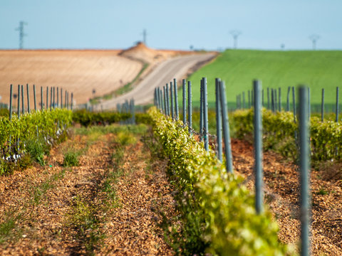 A landscape of rural culture in espalier vineyard in spring in the denomination of origin Ribera del Duero in Spain