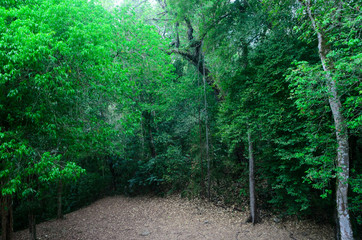 arbol