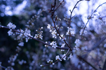 Spring Blossoms