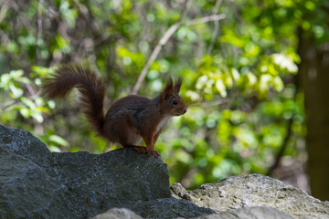 Naklejka na ściany i meble Curious Red squirrel sitting on a stone