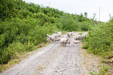 Fototapeta premium Trip to Nordkapp, sheeps on the road in Norway