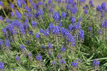 Obraz premium beautiful flowers in the garden with natural light