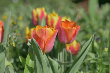 beautiful flowers in the garden with natural light