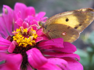 butterfly on flower