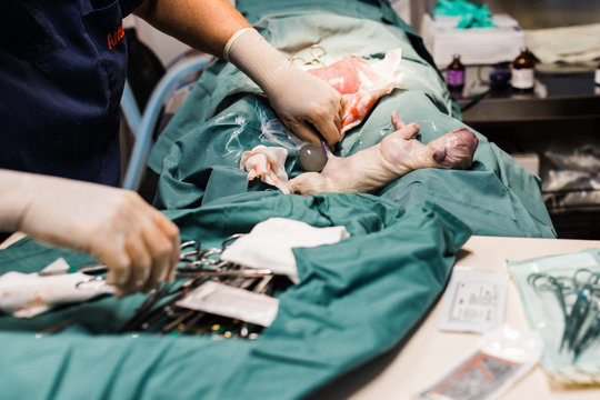 Caesarean - golden retriever