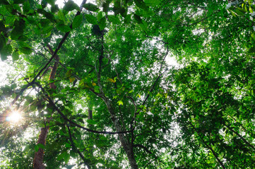 arbol