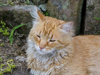 Orange cat, outdoors