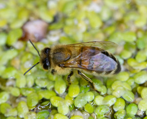 Little Bee Drinking on a Pond 