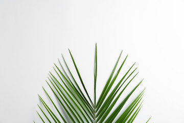 Exotic palm leaf on white background. Space for text, top view