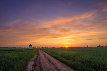 sunset over the field