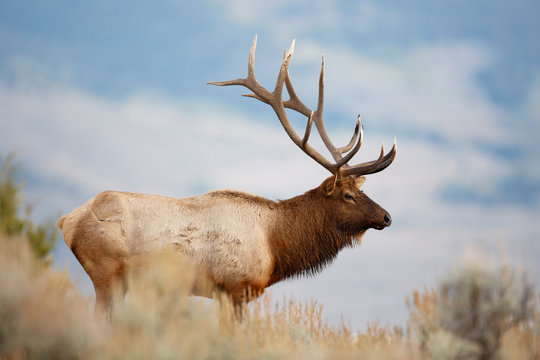 Elk