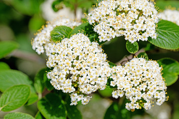 Wolliger Schneeball, Viburnum lantana, im Frühling