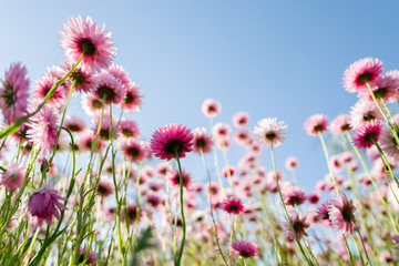 Paper daisies and blue sky viewed from below