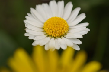 Obraz premium Ромашка