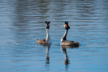 Great crested grebe dancing and mating