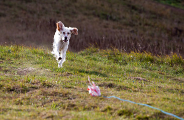 Dog breed english setter running on the field in autumn. Coursing