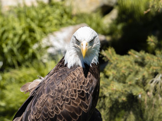 Eagle stares at you with intensity