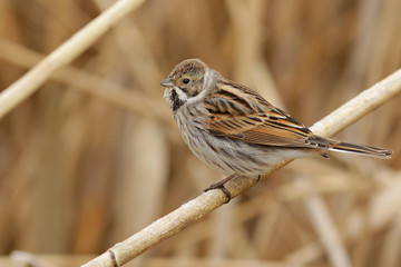 sparrow on fence