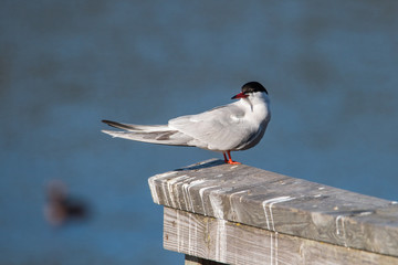 Common tern resting on a jetty in Stockholm