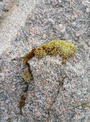 moss on stone