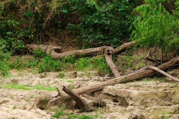 Fototapeta premium arbol