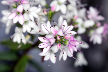 Small Pretty Pink and White Little Flowers Close up Macro