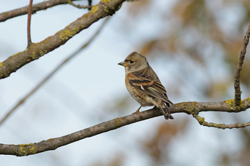 sparrow on a branch