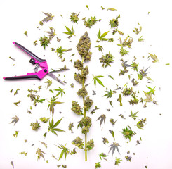 Fresh cannabis flower with trimming cuts isolated over white