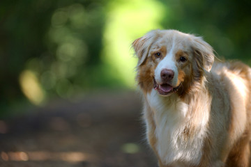 Portrait of a red merle australian shepherd in a natural environment