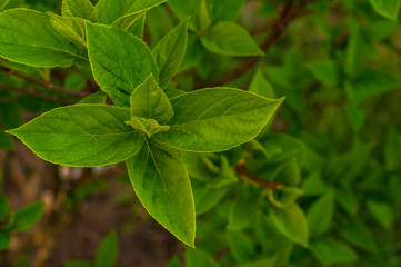Fototapeta na wymiar Large leaves of a bush of bright color