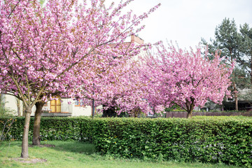 Beautiful cherry blossom sakura on nature background. Japanese cherry blossoms during spring. Flower tree