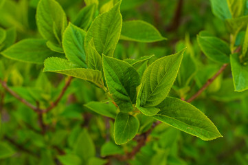 The first bright spring greens on a branch of a bush