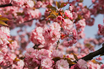 Beautiful cherry blossom sakura in spring time on nature background