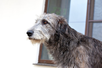 Dog breed  irish wolfhound portrait on white background near the window